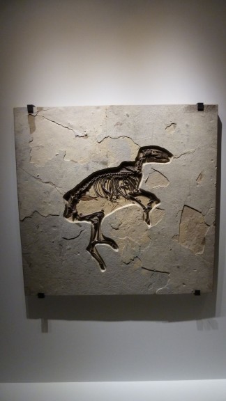P1050223