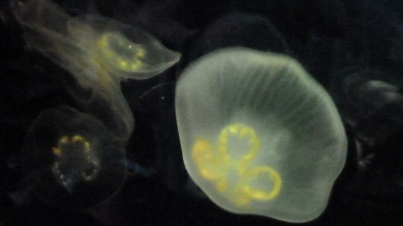 P1050270