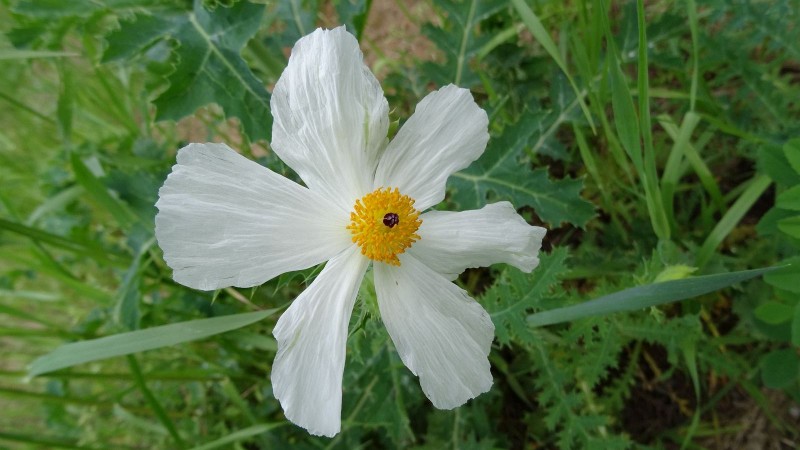 DSC00093