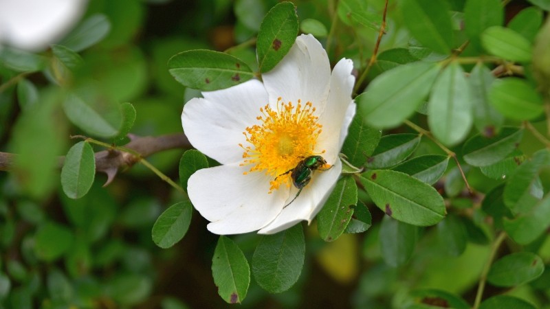 Cherokee Rose – Rosa Laevigata.