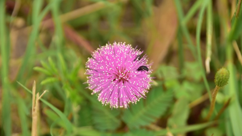 Touch-Me-Not - Mimosa Pudica