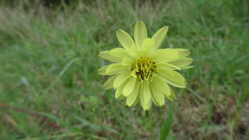Texas False Dandelion - Pyrrhopappus Pauciflorus