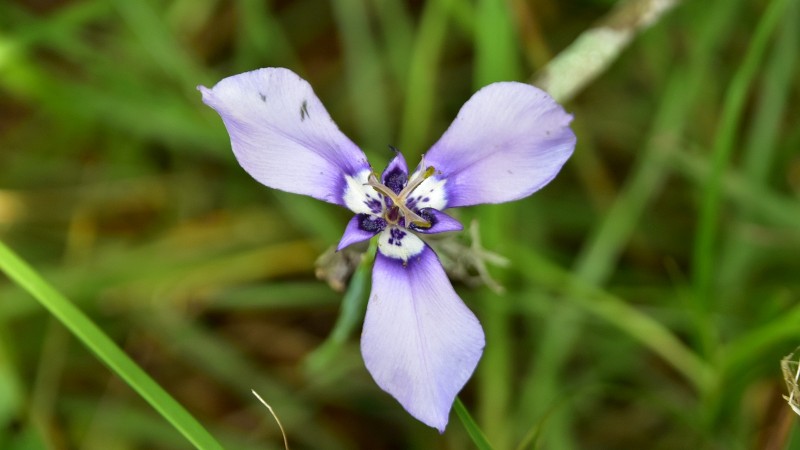 Herbertia Lahue