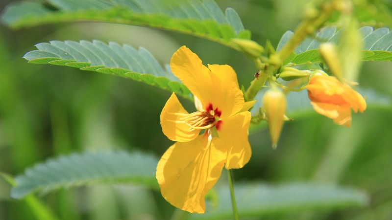 Partridge Pea – Chamaecrista Fasciculata.