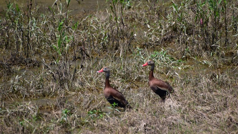 Black-Bellied Whistling-Duck