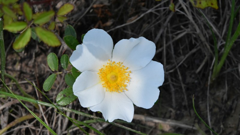 Cherokee Rose – Rosa Laevigata