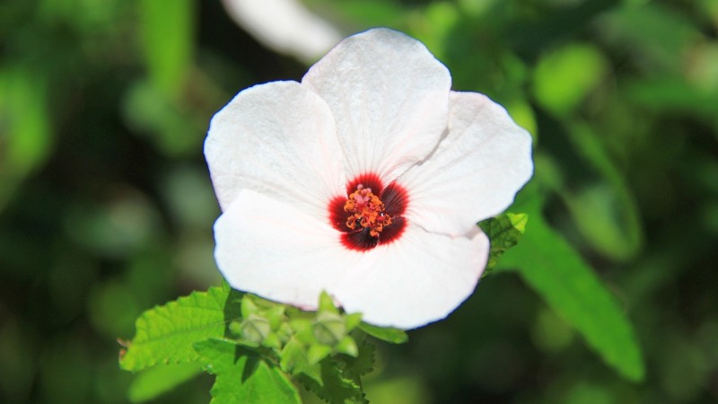 Rose of Sharon - Hibiscus Syriacus 