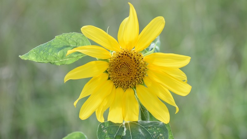 Sunflower - Helianthus