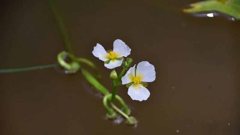 Water Plantain - Alisma triviale