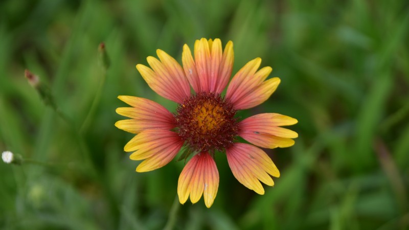 Indian Blanket – Gaillardia Pulchella