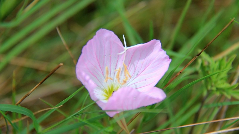 Pink Evening Primerose – Oenothera Speciosa