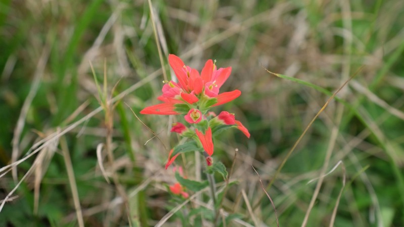 DSCF9477