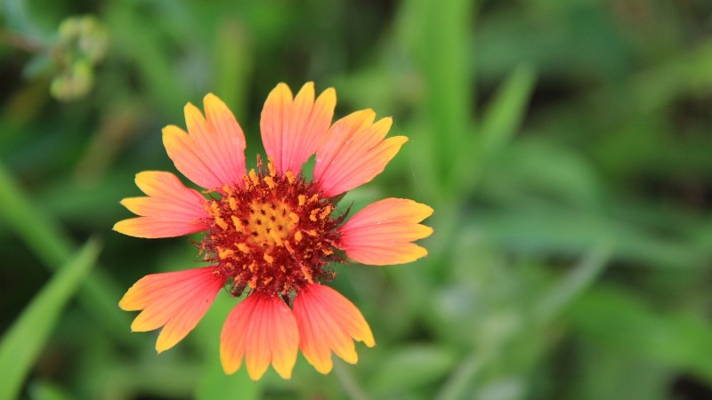 Indian Blanket – Gaillardia Pulchella