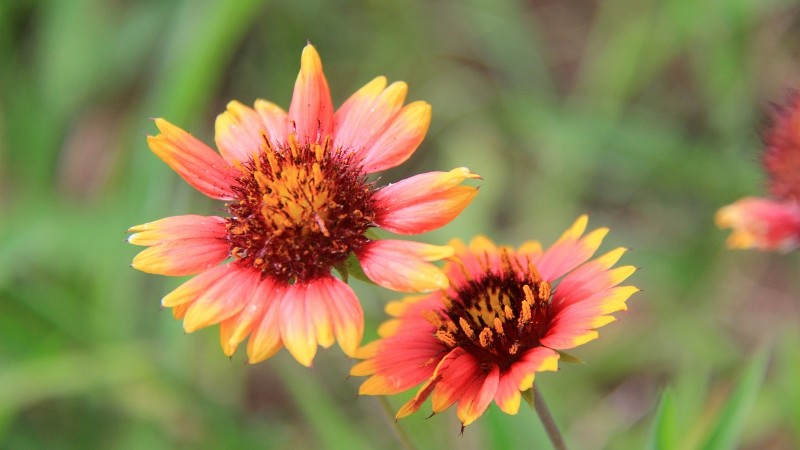 Indian Blanket – Gaillardia Pulchella