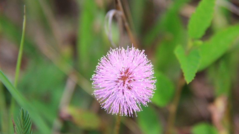 Touch-Me-Not – Mimosa Pudica.