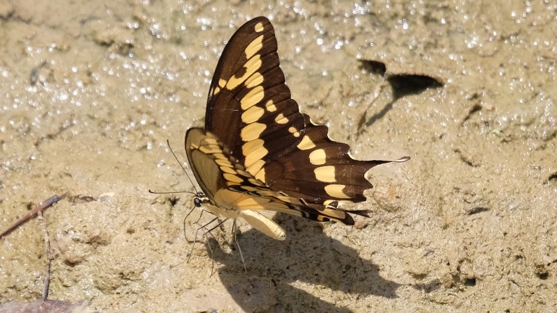 DSCF9563