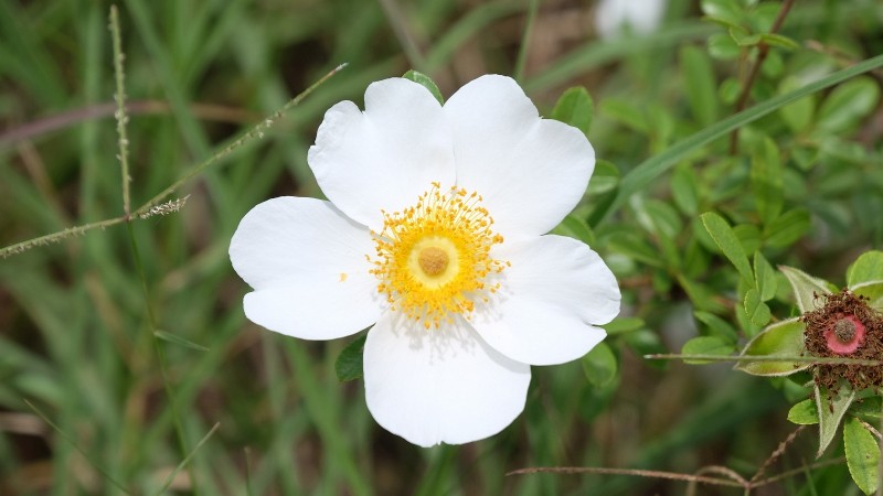 Cherokee Rose – Rosa Laevigata