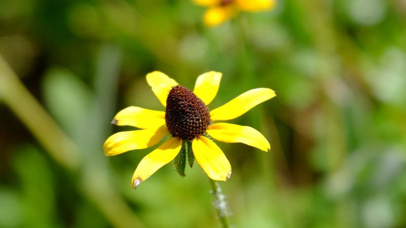 DSCF9594