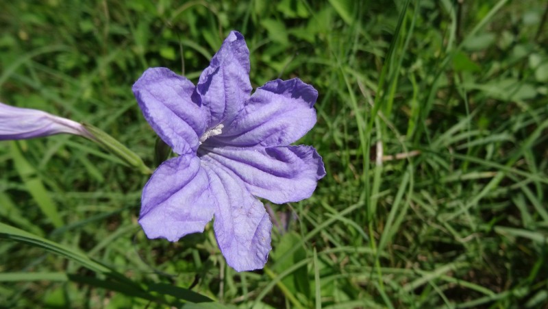 DSC00964