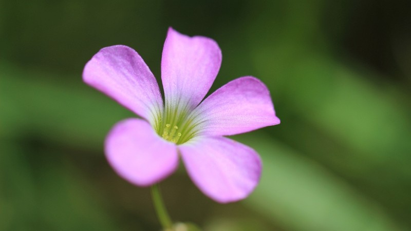 Pink Flower