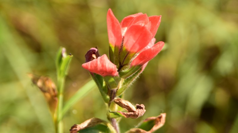 Giant Red Paintbrush – Castilleja Miniata