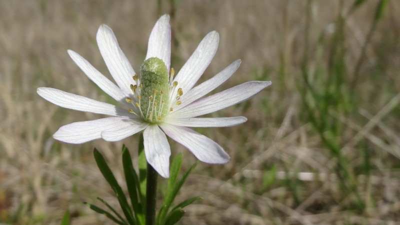 Ten-petal Anemone - Anemone Heterophylla