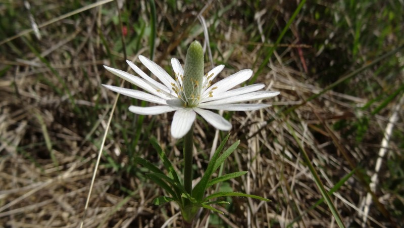 Ten-petal Anemone - Anemone Heterophylla