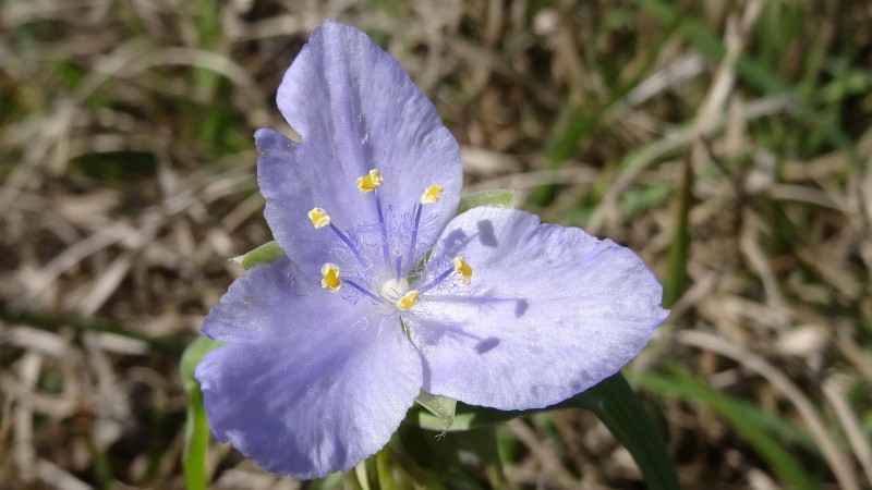 Spiderwort - Tradescantia