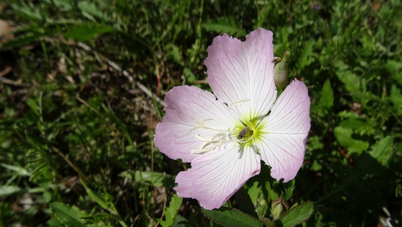 Pink Evening Primerose – Oenothera Speciosa