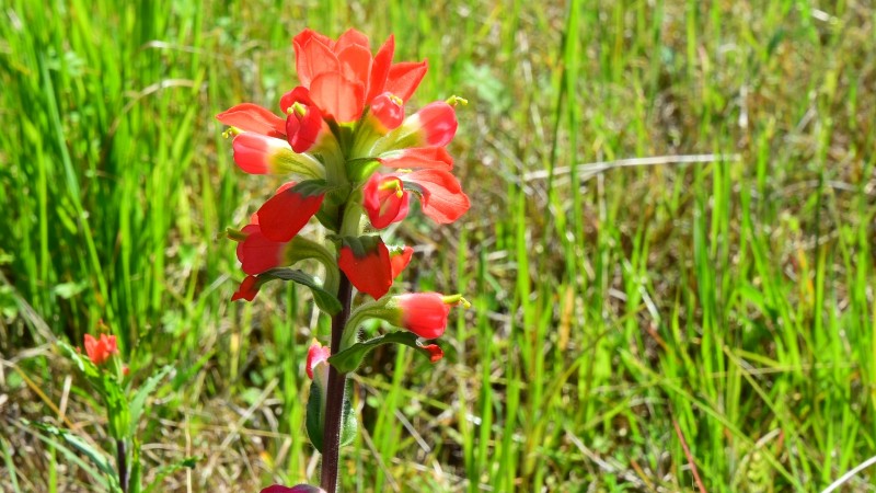 Texas Paintbrush - Castilleja Indivisa