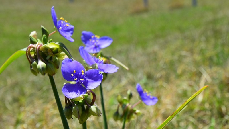 Spiderwort - Tradescantia