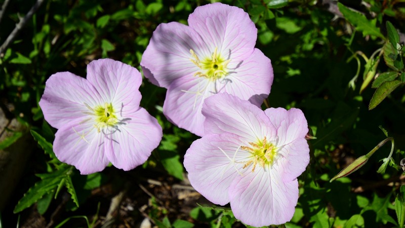 Pink Evening Primerose – Oenothera Speciosa