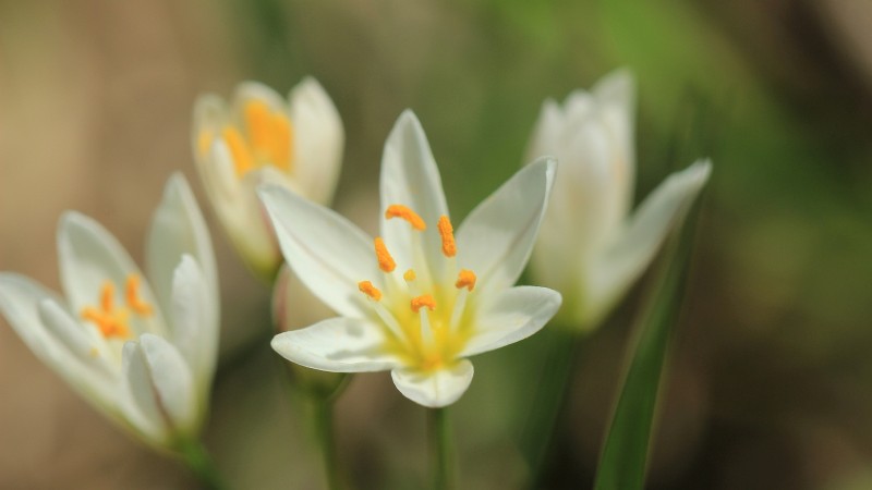 Crow Poison - Nothoscordum Bivalve.