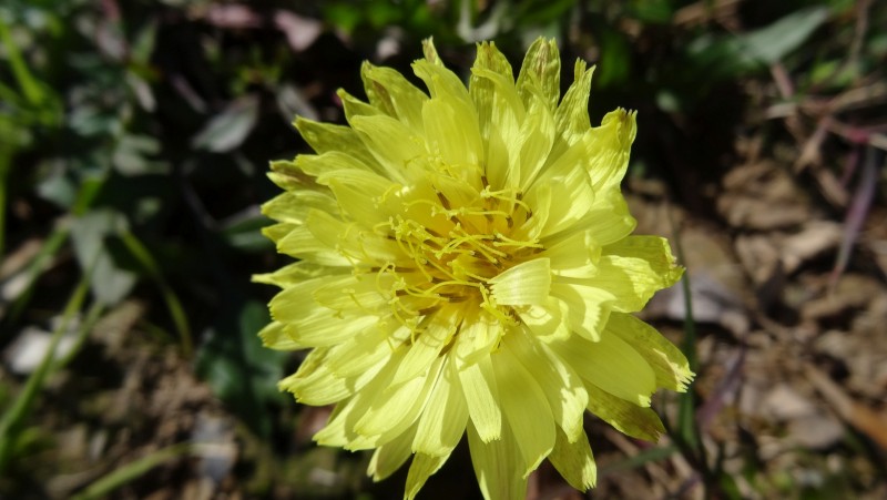 Texas False Dandelion - Pyrrhopappus Multicaulis