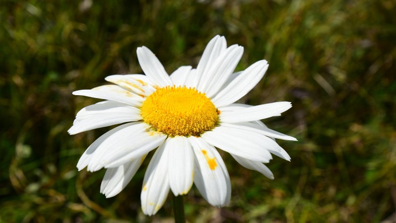 Oxeye Daisy - Leucanthemum Vulgare 