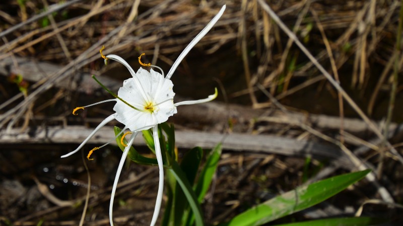 Alligator Lily - Hymenocallis Humilis