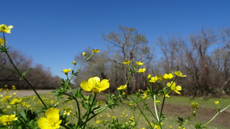 Rough Buttercup - Ranunculus Hispidus