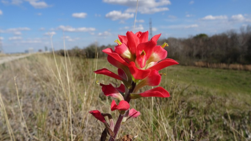 Giant Red Paintbrush – Castilleja Miniata