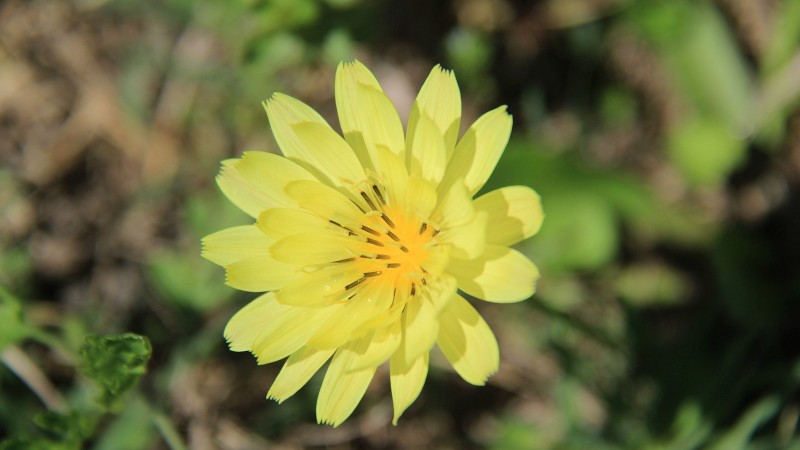 Texas False Dandelion