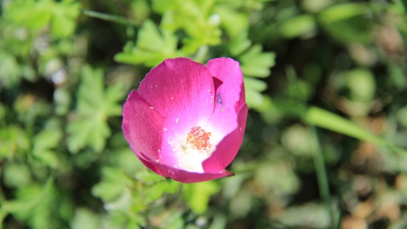 Purple Poppy Mallow – Callirhoe Involucrata