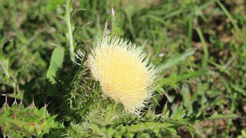 Horrid Thistle – Cirsuim Horridulum