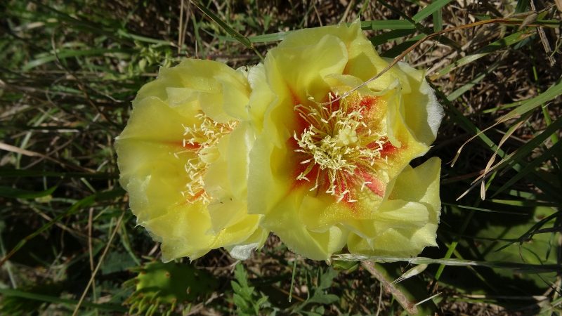 Prickly Pear Cactus - Opuntia