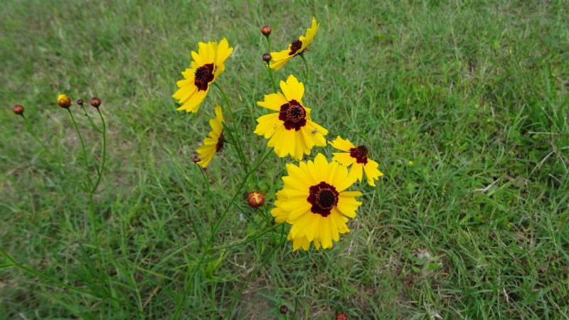 Tickseed – Coreopsis lanceolata Sterntaler.