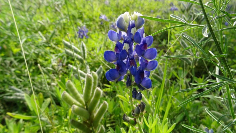 Bluebonnet – Lupinus Texensis