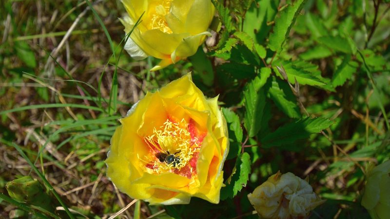 Prickly Pear Cactus - Opuntia