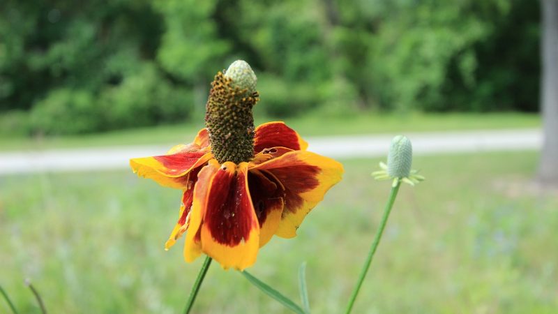 Mexican Hat – Ratibida Columnifera